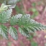Rubus thibetanus Hoja