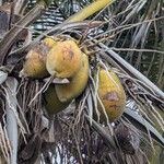 Cocos nucifera Fruto