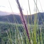 Macrochloa tenacissima Fruit