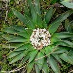 Valeriana rigida 花