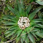 Valeriana rigida Flors