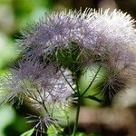 Thalictrum aquilegiifolium Flor