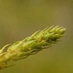 Selaginella selaginoides Folha