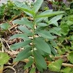 Asclepias purpurascens Leaf