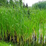 Typha angustifolia Агульны выгляд