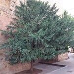 Taxus baccataЛист