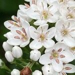 Lysimachia clethroides Flor