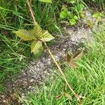 Rubus ferus Folha