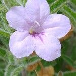 Ruellia humilis Цвят