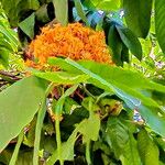 Saraca dives Flower