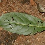 Gaertnera letouzeyi Leaf