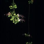 Eperua falcata 花