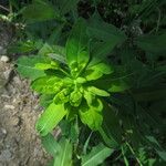 Euphorbia illirica Kvet