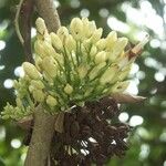 Oxera subverticillata Fruto