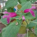 Salvia dorisiana Kvet