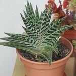 Aloe variegata Φύλλο