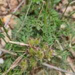 Caucalis platycarpos Fruit