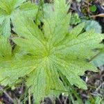 Geranium sylvaticum Leaf