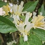 Lonicera maackii Flower