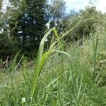 Panicum dichotomiflorum Habit