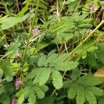 Mimosa diplotricha Leaf