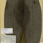 Guatteria discolor Hoja