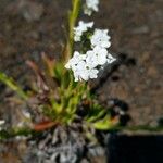 Cynoglossum borbonicum Lorea