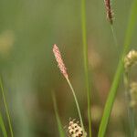 Carex panicea Lorea
