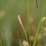 Carex panicea Цвят