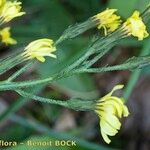 Crepis praemorsa Іншае