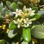 Pittosporum tobira Virág