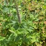 Teucrium hircanicum Habit