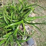 Aloe arborescens Lehti