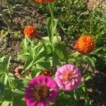 Zinnia elegansBlüte