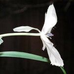 Calochortus uniflorus 花