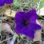 Ipomoea capillacea Flower