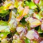 Epimedium pinnatum Leaf