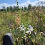 Anthericum ramosumFlower