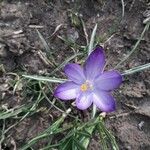 Crocus vernusBloem