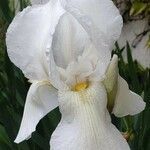 Iris pallida Blodyn