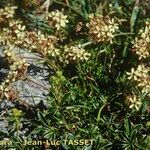 Saponaria lutea आदत