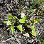 Ranunculus ophioglossifolius Hábito