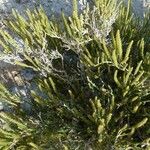 Arthrocnemum macrostachyum Likasa