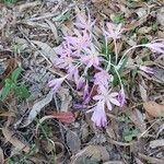 Colchicum cupanii Hábito