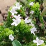 Origanum majorana Hoja