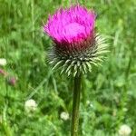 Carduus defloratusFlower