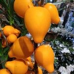 Solanum mammosum Fruit