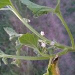 Solanum physalifolium फूल