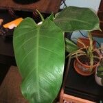 Philodendron davidsonii Folha