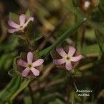 Androsace maxima Flower